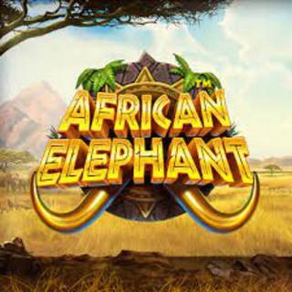 African Elephant