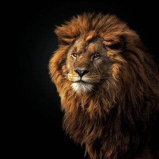 Altai Lion🦁