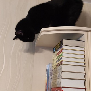 Чёрный Кот читает | Black Cat read