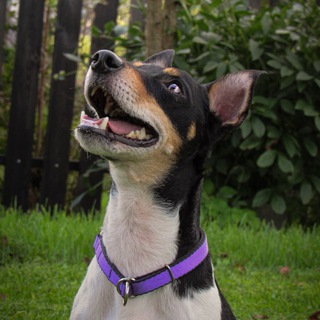 Jack Russell Blacki