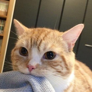 /котики/