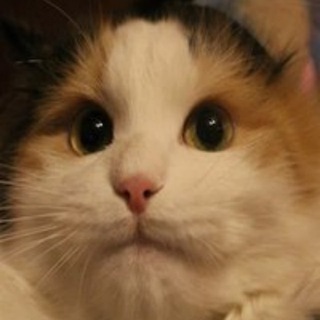 Кошки