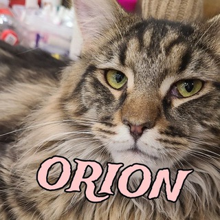 Канал ORION
