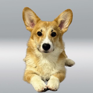 Corzhik Fox
