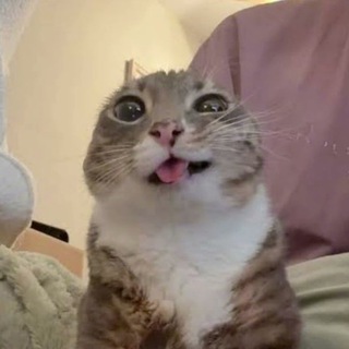 [ТГК] Мяучик