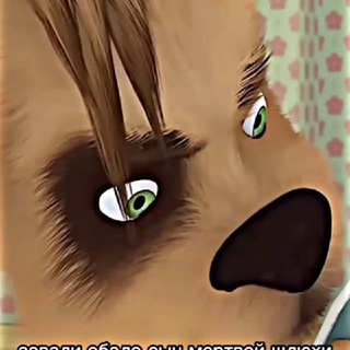 Дружок