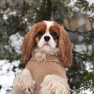 Cavalier_Fabi