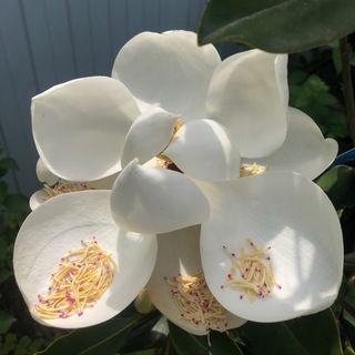 FloRada_23