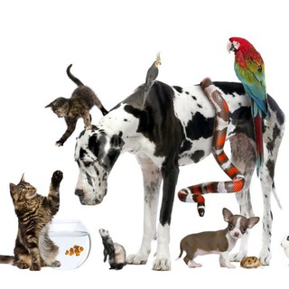 Горячий Ключ🦮🦜🐓🐈Питомцы