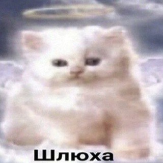 Осуждение сучек
