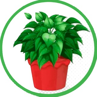 Комнатные растения и цветы: Замиокулькас Спатифиллум Пеперомия Суккуленты Фикус Традесканция Сансевиерия Хлорофитум Сингониум