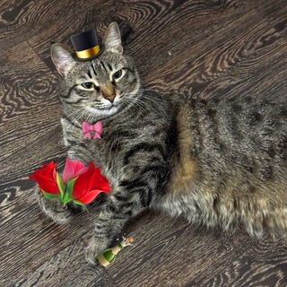 Котячий Иннополис 🐈