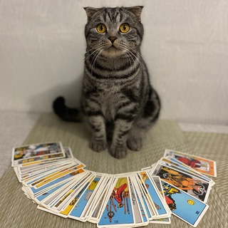 КотМайя