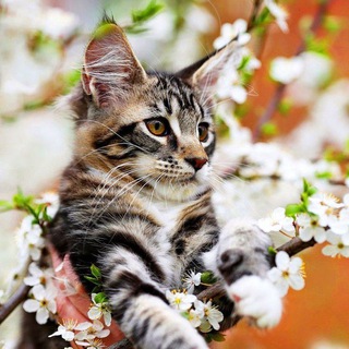 ❤️🐾Кошечки 🐾💕