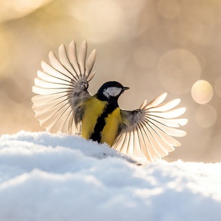 Kalinin Veps Birds