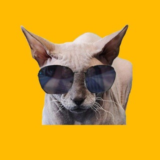 Kittynet