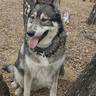 Lakiwolf