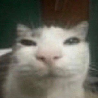 ㅤэто wushkiNN?