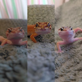 Lizards KSG🦎