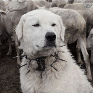 Сингулярность
