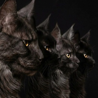 #Mainecoon Bastet-pride
