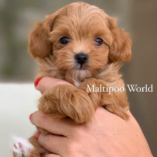 Maltipoo World Club