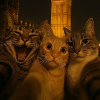 Meow meow