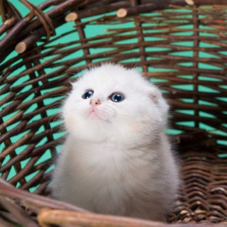 Мои Коты