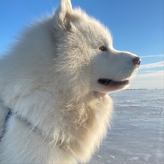 Срущий пёс