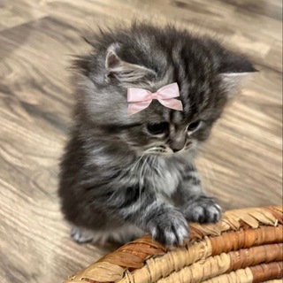 Paper Top🎀🐈‍⬛