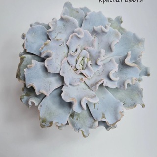 SucculenDi