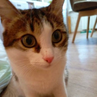 Котовник