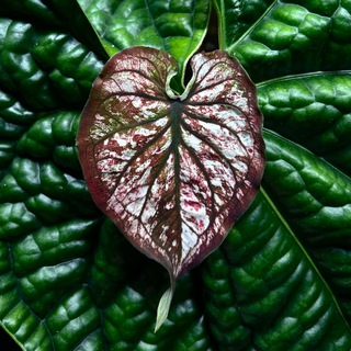 PlanTani