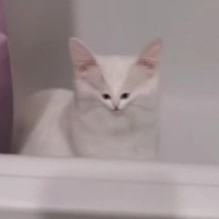 Принтор