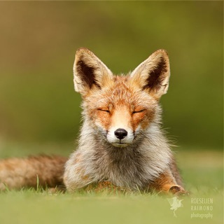 ZenFox