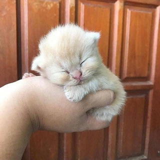 кить | сегодня на милом