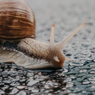 Slowl33