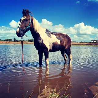 SoulHorse / Chat