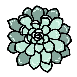 Суккуленты 🌵 растения (выращивание)
