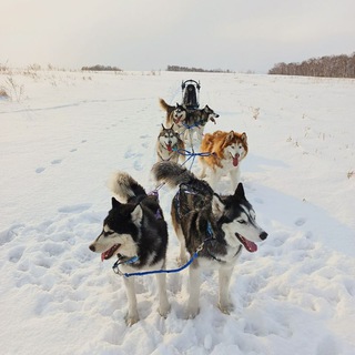 Team_dog_sport