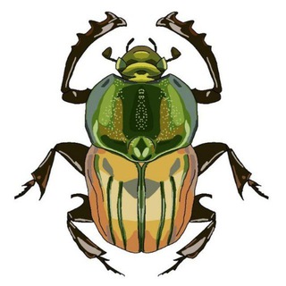 The Insect Cabinet
