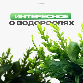 🌱ВОДОРОСЛЕВОЕ И ДЕТСКОЕ ЭКОПИТАНИЕ 🌊