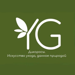 YG🌿