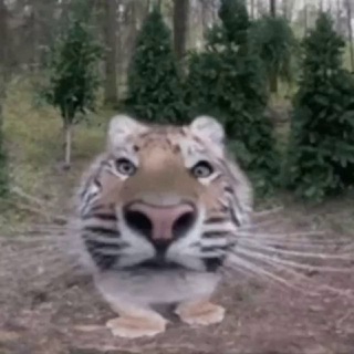 Новости тг комы по со2