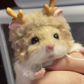 🐹КАНАЛ ЗАКРЫТ Homyaka land🐹