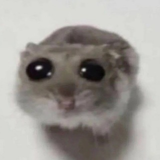 Alto 🐹