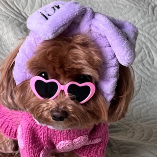 Эми - жизнь мальтипу 🐶