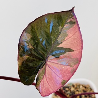 an.plants