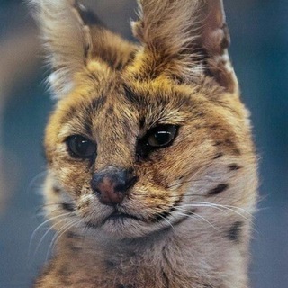 Animal planet | маленькие и опасные