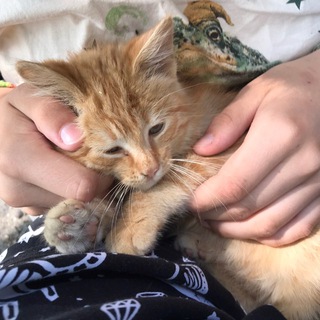 Арахисовый кошкосброд